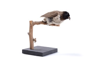 Image description is not available for 1983.114.1